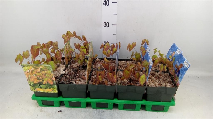 <h4>Epimedium rubrum</h4>