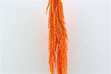 <h4>Pres Amaranthus Caud Orange Bunch</h4>