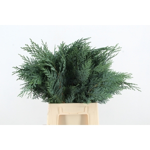 CONIFEER BLUE PER BUNCH