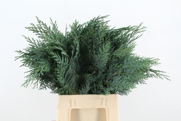 <h4>CONIFEER BLUE PER BUNCH</h4>