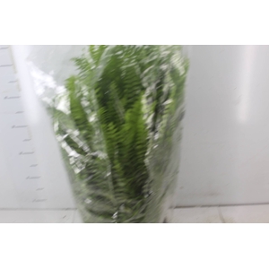 SAMAMBAIA AMERICANA C25