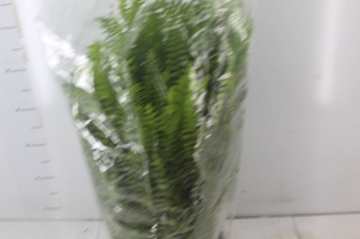 <h4>SAMAMBAIA AMERICANA C25</h4>