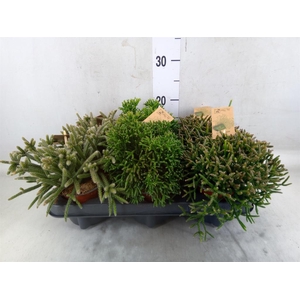 Rhipsalis   ...mix