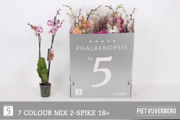 <h4>PHAL GEM 7 KL</h4>