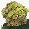 Hydrangea elbtal classic