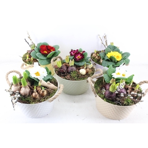 arr4 Primula PL - Zink pot oor pastel mix