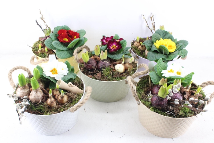 <h4>arr4 Primula PL - Zink pot oor pastel mix</h4>