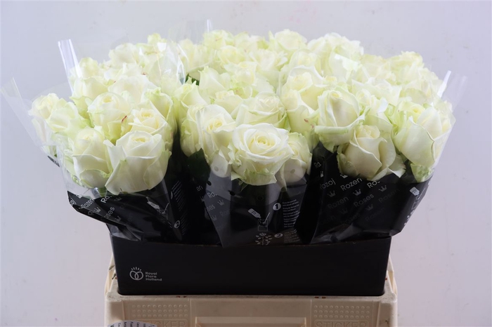 <h4>R Gr Avalanche A2</h4>