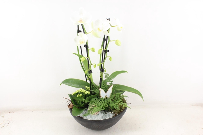 <h4>arr2 PL - Ebbischaal phal. wit</h4>