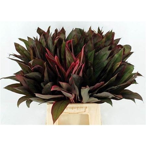 CORDYLINE PURPLE COM