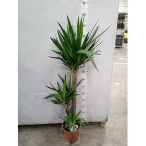 Yucca