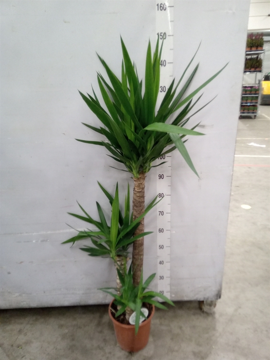 <h4>Yucca</h4>