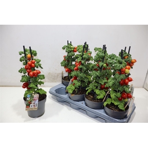 Tomatenplanten
