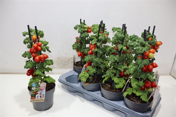 <h4>Tomatenplanten</h4>