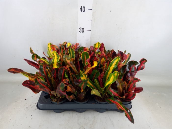 <h4>Codiaeum var. GR 'Mammi'</h4>