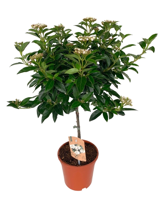 <h4>Viburnum tinus</h4>