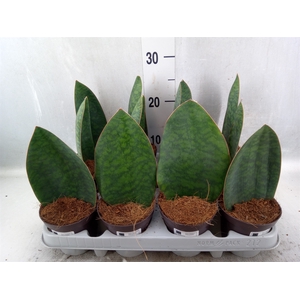 Sansevieria grandis