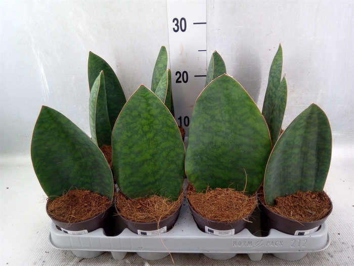 Sansevieria grandis