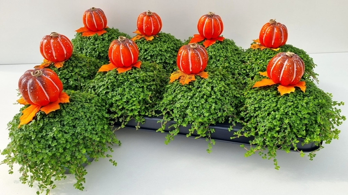 <h4>SOLEI SOL GROEN</h4>