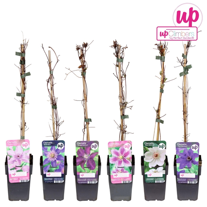 <h4>Clematis</h4>