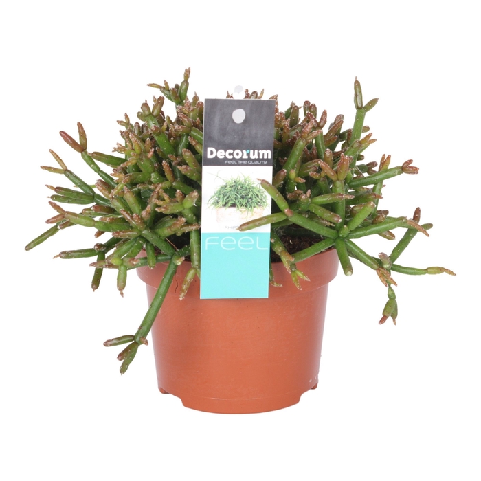 <h4>Rhipsalis Burchelli 10,5 cm D</h4>