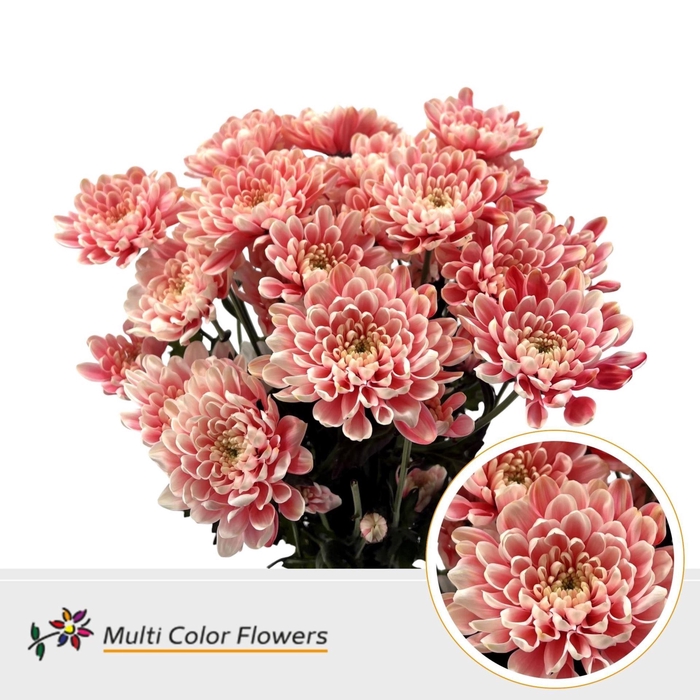 <h4>Chrysanthemum TR   ...colored H%</h4>