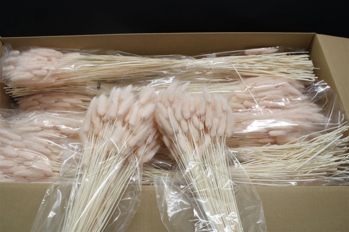 <h4>Lagurus Pesca X15</h4>