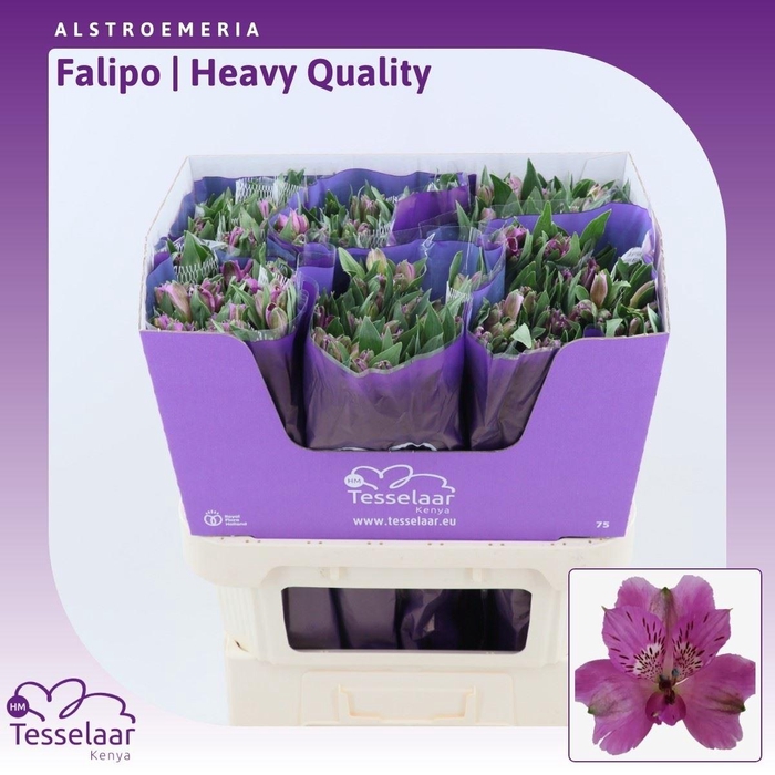 <h4>Alstroemeria Falipo | Heavy Quality</h4>