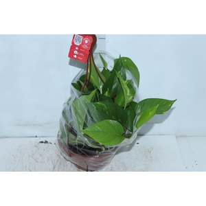 JIBOIA VERDE C21 PENDENTE