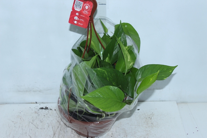 <h4>JIBOIA VERDE C21 PENDENTE</h4>