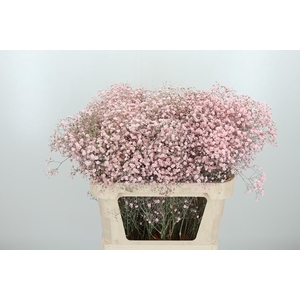 Gyps Kl Bh Licht Roze