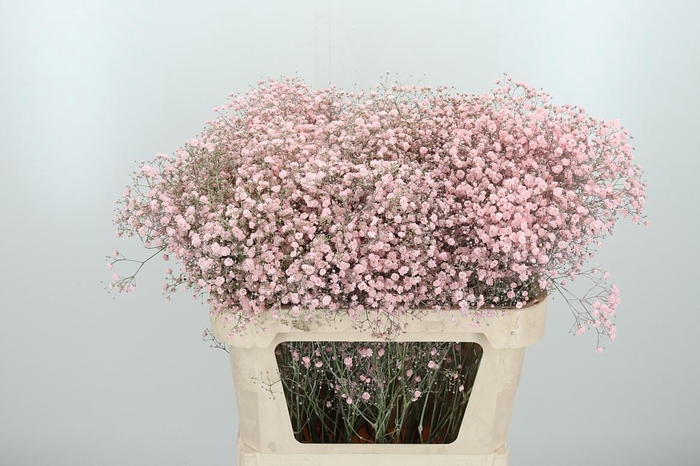 <h4>Gyps Kl Bh Licht Roze</h4>