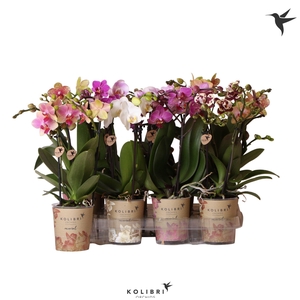Kolibri Orchids Phalaenopsis Mix 2 spike 30 cm