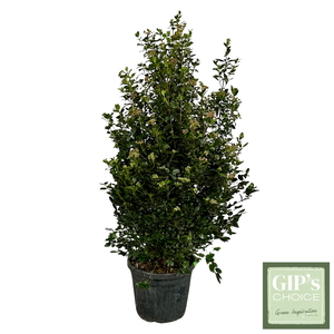 Viburnum tinus 'Eve Price' Bush 100-125 Clt35