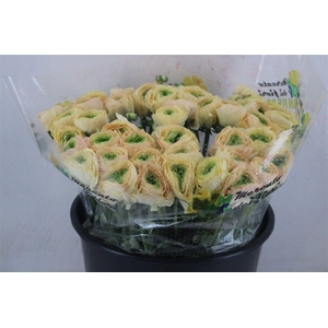 Ran Cloni Sup Touareg Pastel