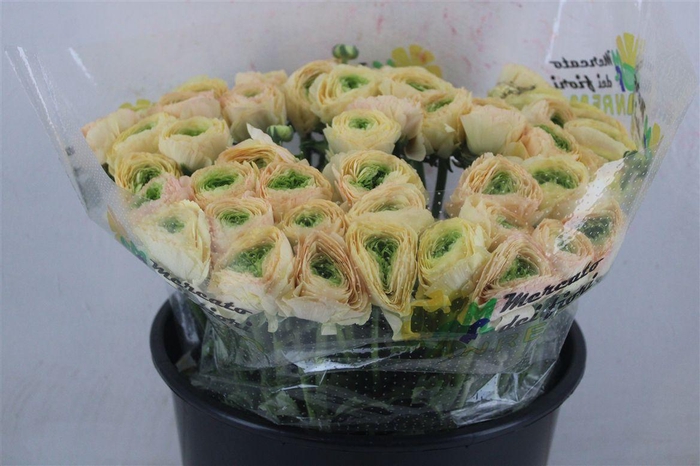 <h4>Ran Cloni Sup Touareg Pastel</h4>