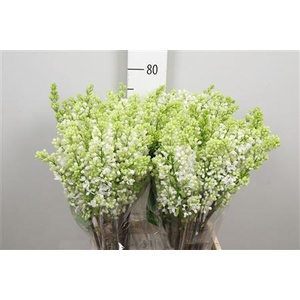 Syr V Mme Fl Stepman 2+