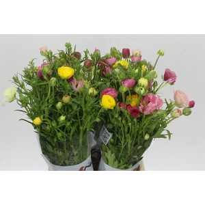 Ranunculus Butterfly Rainbow