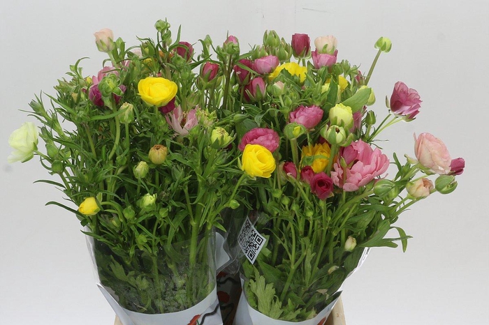 <h4>Ranunculus Butterfly Rainbow</h4>