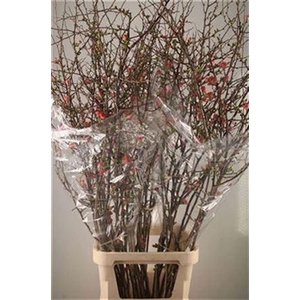 Chaenomeles Superba Rose