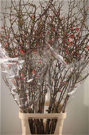 <h4>Chaenomeles Superba</h4>