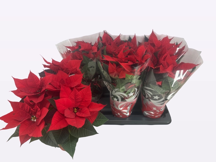 <h4>EUPHOR P FREYA</h4>