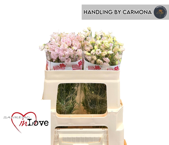 <h4>DELPH EN M SUG PINK</h4>