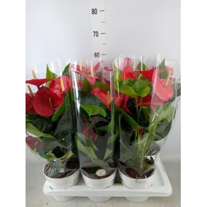 Anthurium andr. 'Minnesota'
