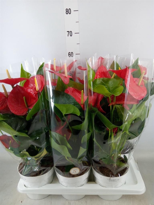 <h4>Anthurium andr. 'Minnesota'</h4>