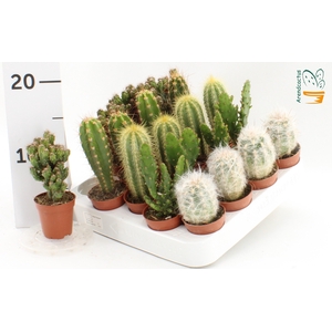 CACTUS GEM