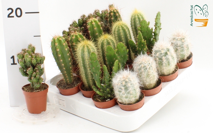 <h4>CACTUS GEM</h4>