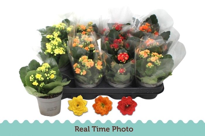 <h4>KAL GE GEM 3 KL</h4>