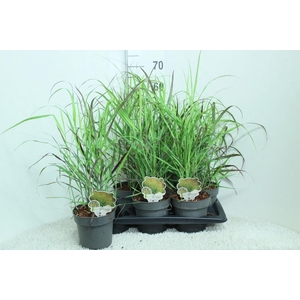 Panicum virgatum