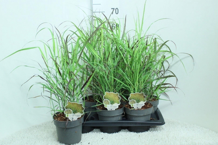 <h4>Panicum virgatum</h4>